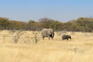 Images Dated 17th August 2012: African elephants -Loxodonta africana-, Etosha National Park, Namibia