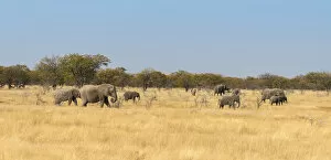 Images Dated 17th August 2012: African elephants -Loxodonta africana-, Etosha National Park, Namibia