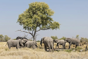 Images Dated 25th May 2012: African elephants -Loxodonta africana-, Etosha National Park, Namibia, Africa