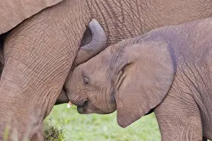 Elephantidae Prints: African elephants -Loxodonta africana- at the Addo Elephant Park, South Africa