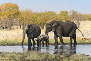 African Elephants -Loxodonta africana- with calf after bathing in the Rietfontein waterhole, Etosha National Park