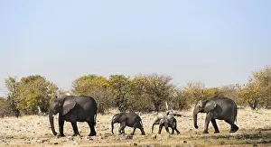 Baby Elephant Prints: African Elephants -Loxodonta africana- with calf after swimming