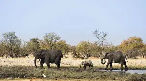Baby Elephant Prints: African Elephants -Loxodonta africana- with calf after swimming