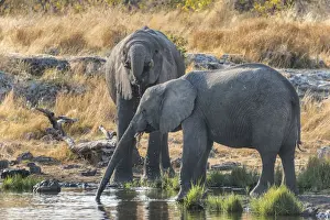 African Elephants -Loxodonta africana- drinking at the Nuamses waterhole, Etosha National Park, Namibia