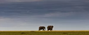 Images Dated 20th October 2011: African elephants -Loxodonta africana- on the horizon, Masai Mara National Reserve, Kenya