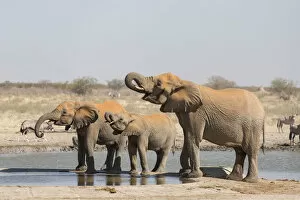 Elephantidae Gallery: African elephants -Loxodonta africana- at water hole, Etosha National Park, Namibia, Africa