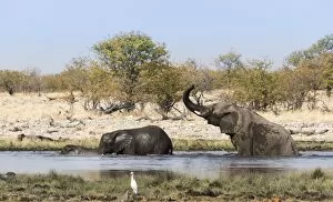 African Elephants -Loxodonta africana- with young bathing at the Rietfontein waterhole, Etosha National Park, Namibia