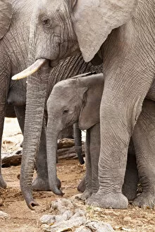 Images Dated 7th October 2011: African elephants -Loxodonta africana- with young, Ruaha Nationalpark, Ostafrika, Tanzania
