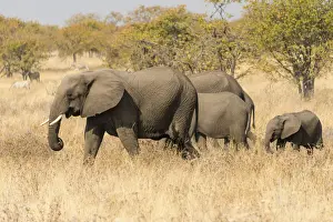 Baby Elephant Prints: African Elephants -Loxodonta africana- with young animals roaming the dry bushland