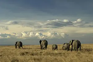 Ben Cranke Prints: African elephants, Masai Mara Game Reserve, Kenya
