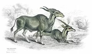 Hoofed Mammal Gallery: African elk antelope lithograph 1884
