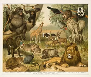 Images Dated 26th June 2015: African fauna lithograph 1896