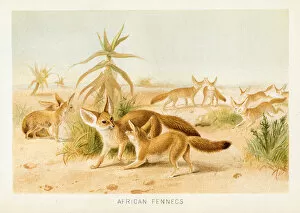 Images Dated 29th October 2018: African fennecs chromolithograph 1896