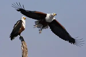 African fish eagles, Chobe National Park, Botswana