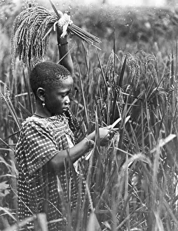 Pre Teen Prints: African Girl Cutting Maize