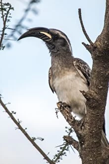 Images Dated 20th September 2014: African gray hornbill (Tockus nasutus)
