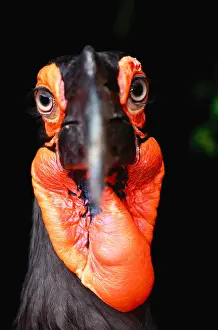 African Ground Hornbill (Bucorvus Leadbetteri)