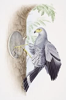 Images Dated 28th April 2006: African Harrier Hawk, Polyboroides typus, feeding its young through a hole in a tree
