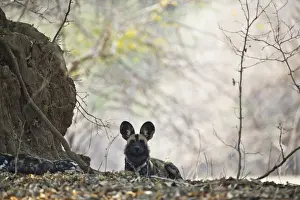 Wild Dog Prints: African Hunting Dog
