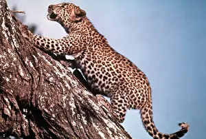 African Leopard Climbing a Tree