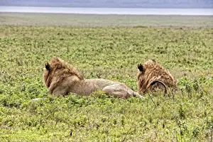 Bucket List Prints: African Lion, Tanzania
