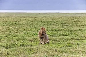 Bucket List Prints: African Lion, Tanzania