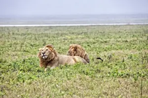 Bucket List Prints: African Lion, Tanzania
