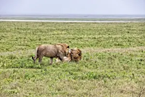 Wrestling Prints: African Lion, Tanzania
