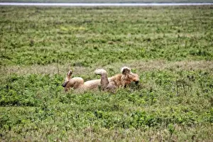 Bucket List Prints: African Lion, Tanzania