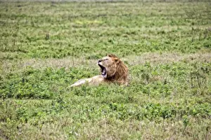 Snarling Prints: African Lion, Tanzania