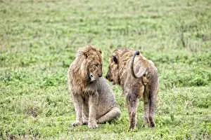 Bucket List Prints: African Lion, Tanzania