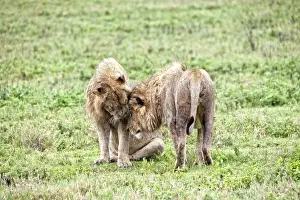 Bucket List Prints: African Lion, Tanzania