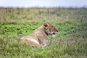 Bucket List Prints: African Lion, Tanzania