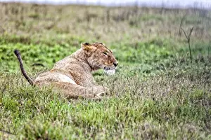 Bucket List Prints: African Lion, Tanzania