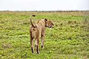 African Lion, Tanzania