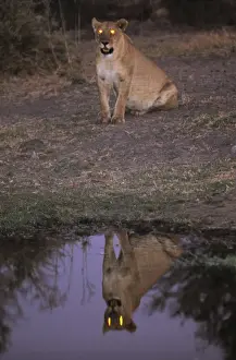 Art Wolfe Photography Prints: African Lioness (Panthera leo) at dusk reflected in water, Okvango Delta
