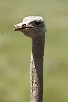 Animal Neck Prints: African Ostrich -Struthio camelus
