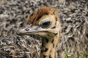 Saxon Prints: African ostrich (Struthio camelus)