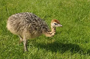 Saxon Prints: African ostrich (Struthio camelus)