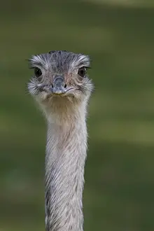 Ostrich Prints: African Ostrich -Struthio camelus-, head