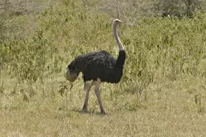 Images Dated 10th August 2013: African ostrich -Struthio camelus- in the Ngorongoro Crater, Ngorongoro Conservation Area, Tanzania