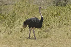 Ratite Prints: African ostrich -Struthio camelus- in the Ngorongoro Crater