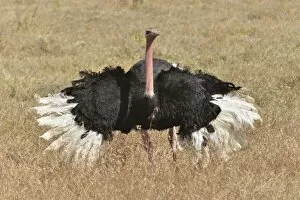 Images Dated 27th August 2013: African Ostrich -Struthio camelus- performing a mating dance, Ngorongoro Conservation Area, Tanzania