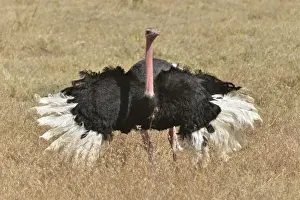 Savannah Prints: African Ostrich -Struthio camelus- performing a mating dance