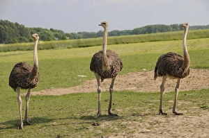 Saxon Gallery: African ostriches (Struthio camelus), ostrich farm, Thalheim, Oschatz, Saxony, Germany, Europe