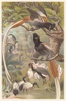 Tail Gallery: African Paradise Flycatcher (Terpsiphone viridis), lithograph, published in 1882
