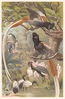 Images Dated 17th July 2015: African Paradise Flycatcher (Terpsiphone viridis), lithograph, published in 1882