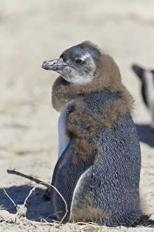 South African Gallery: African penguin or Black-footed penguin -Spheniscus demersus-, chick, at the Boulders Colony