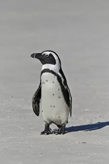 African penguin or Black-footed penguin -Spheniscus demersus- at the Boulders Colony, Cape Town, South Africa