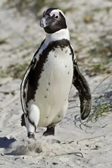 Images Dated 19th May 2011: African penguin or Black-footed penguin -Spheniscus demersus- at the Boulders Colony, Cape Town